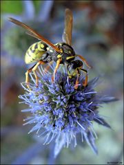 Edeldistel mit Wespe !!!