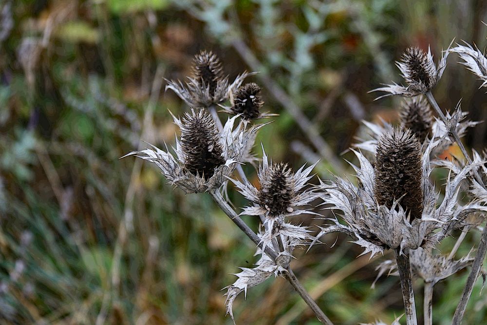 Edeldisteln im Herbstkleid