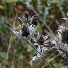 Edeldisteln im Herbstkleid