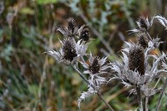 Edeldisteln im Herbstkleid