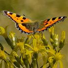 Edelfalter "kleiner Fuchs" (Vanessa cardui) auf Heide/Wiesenkraut,