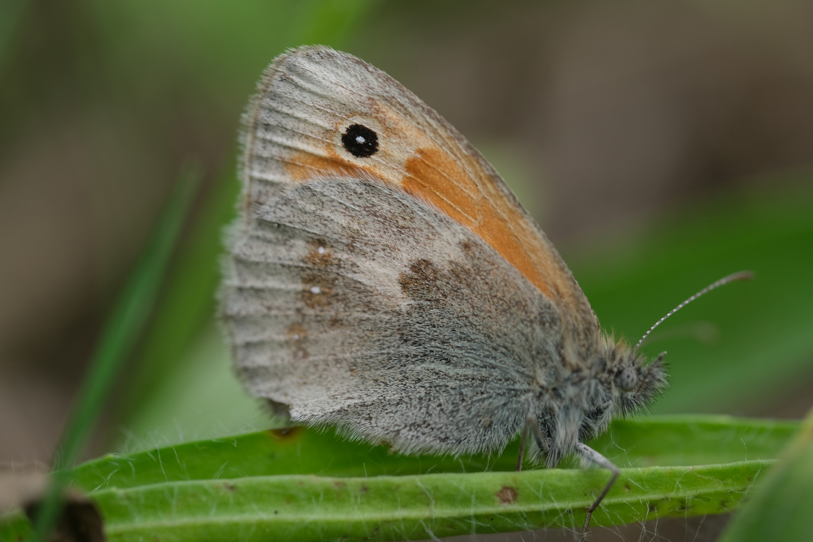 Edelfalter "Kleines Wiesenvögelchen" (Coenonympha pamphilus), Small Meadow Bird 