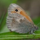 Edelfalter "Kleines Wiesenvögelchen" (Coenonympha pamphilus), Small Meadow Bird 