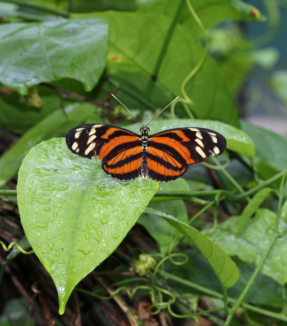 Edelfalter Nymphalidae