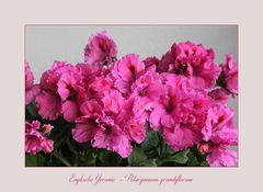 Edelgeranie - Pelargonium Grandiflorum-Hybride...