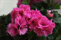 Edelgeranie - Pelargonium Grandiflorum-Hybride... 