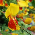 Edelginster 'Andreanus Splendens' (Cytisus scoparius)