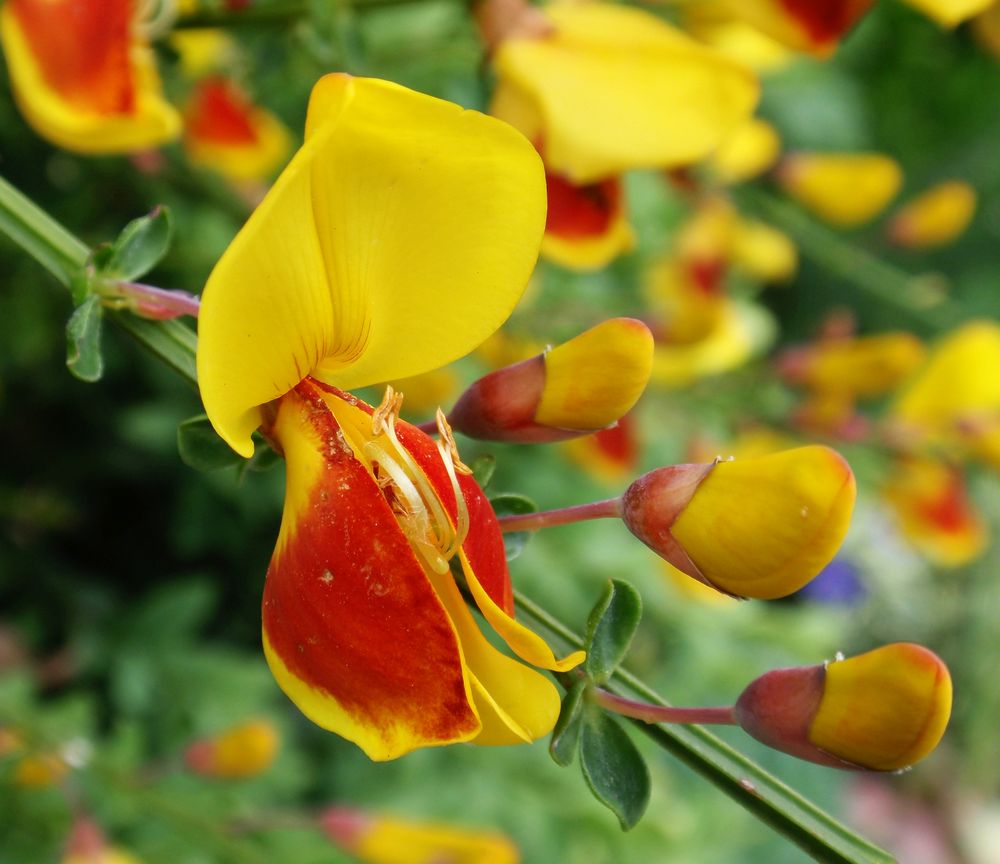 Edelginster 'Andreanus Splendens' (Cytisus scoparius)