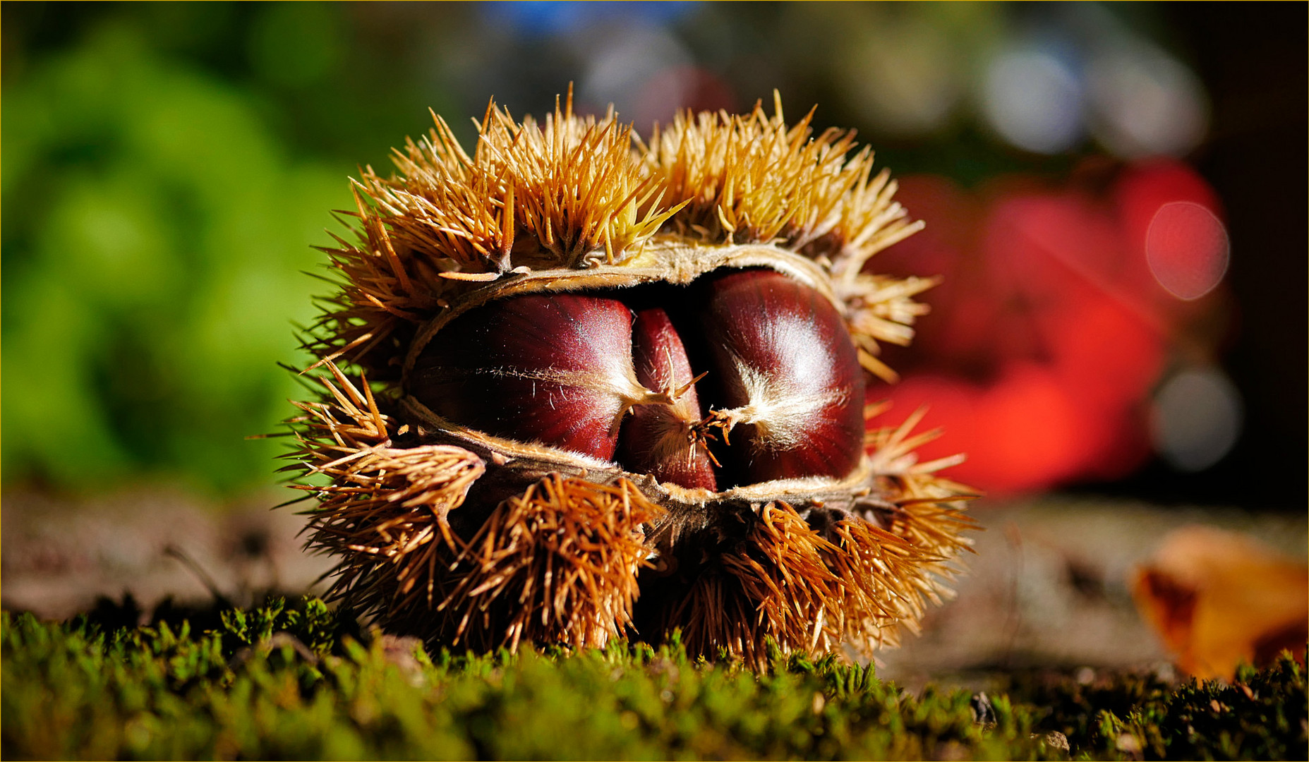 Edelkastanie (Castanea sativa)