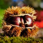 Edelkastanie (Castanea sativa)