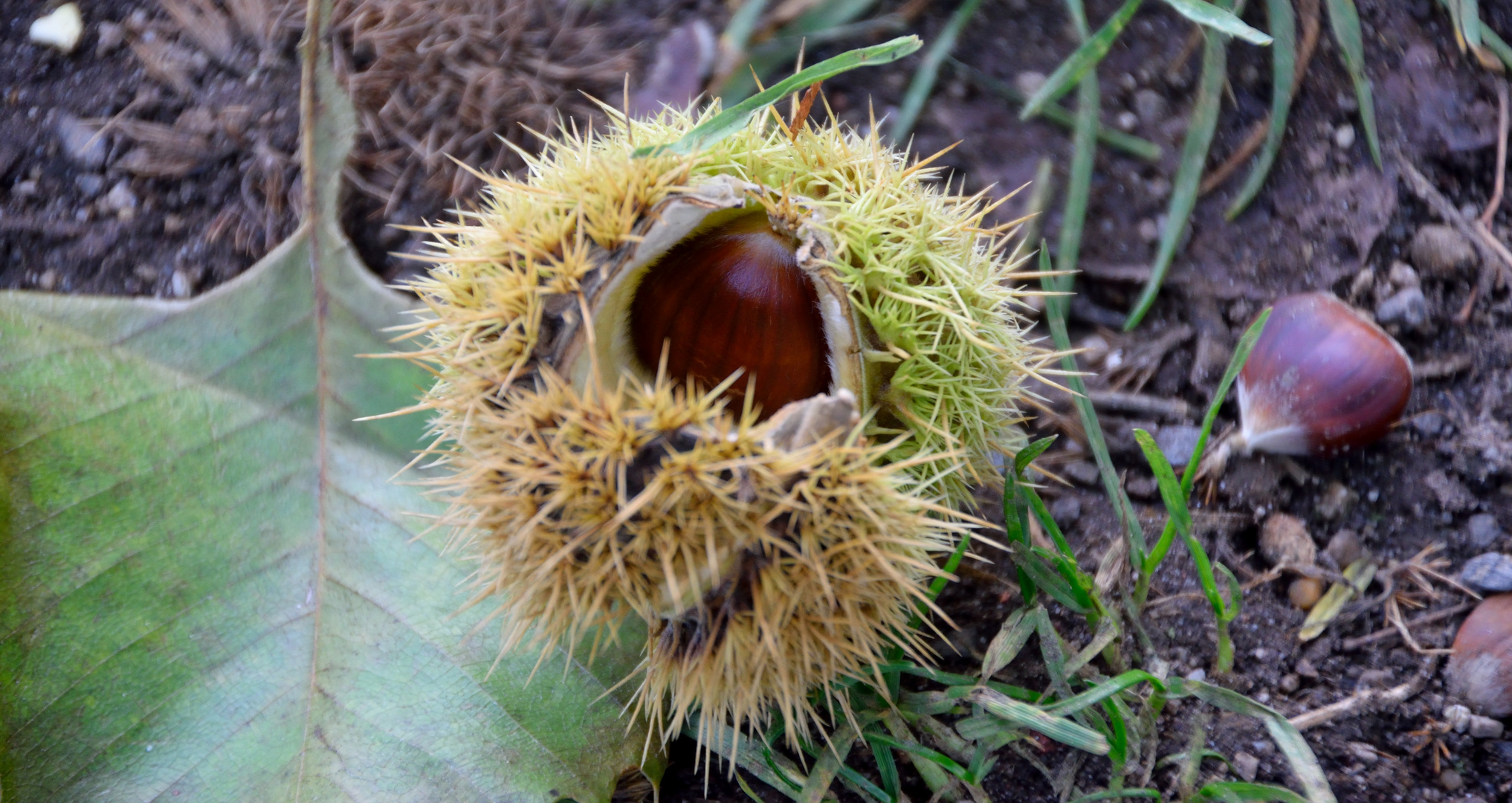 Edelkastanie [Castanea sativa]