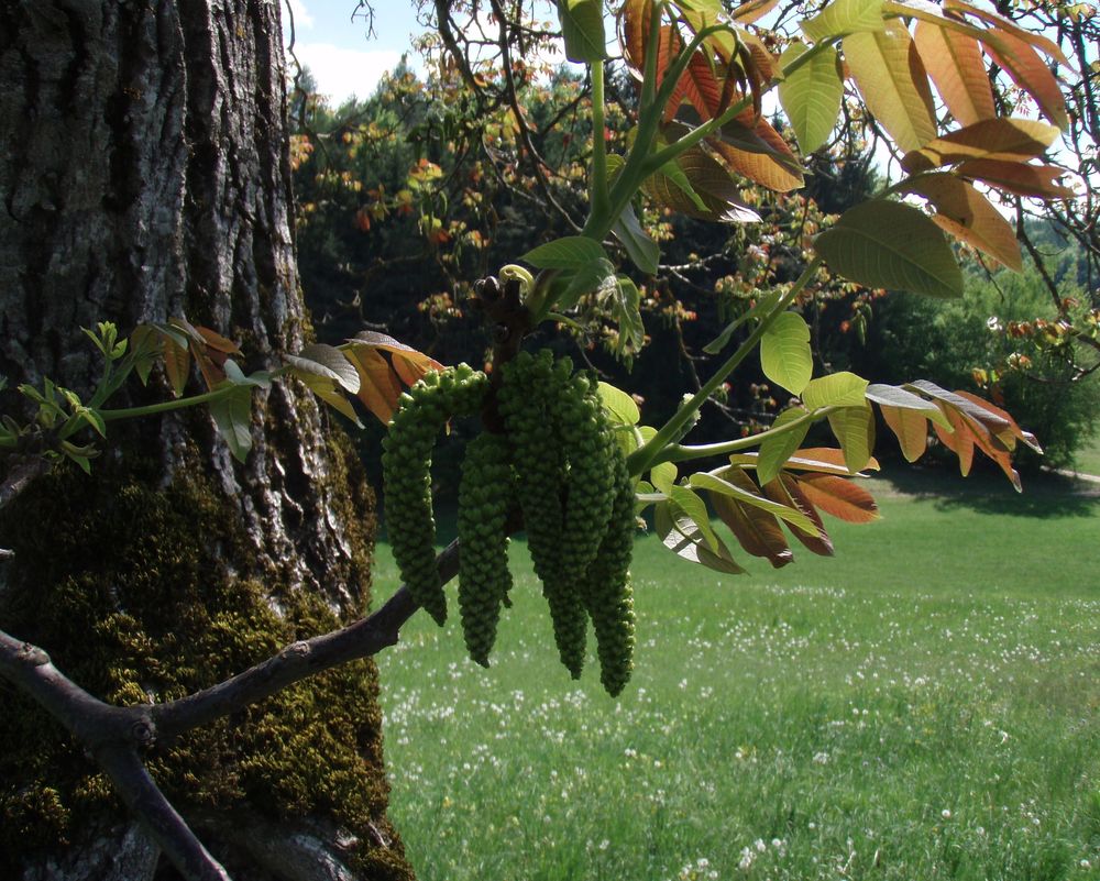 Edelkastanie wurde zum Nußbaum!