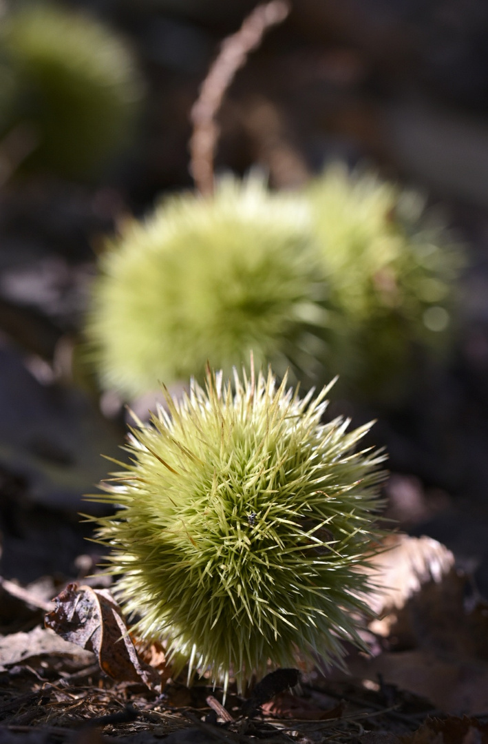 Edelkastanien im Naturpark Euganei, Italien