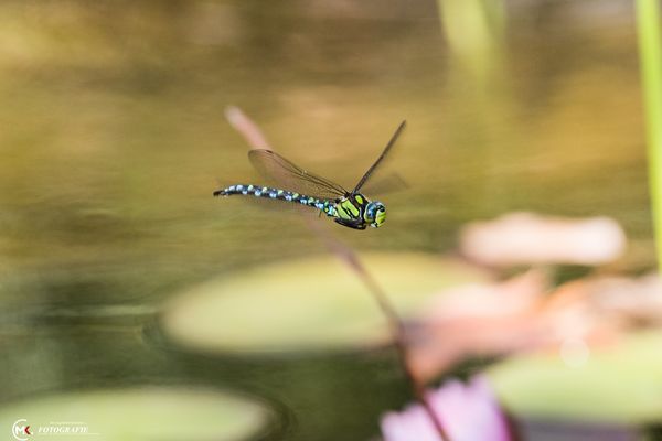 Edellibelle im Anflug
