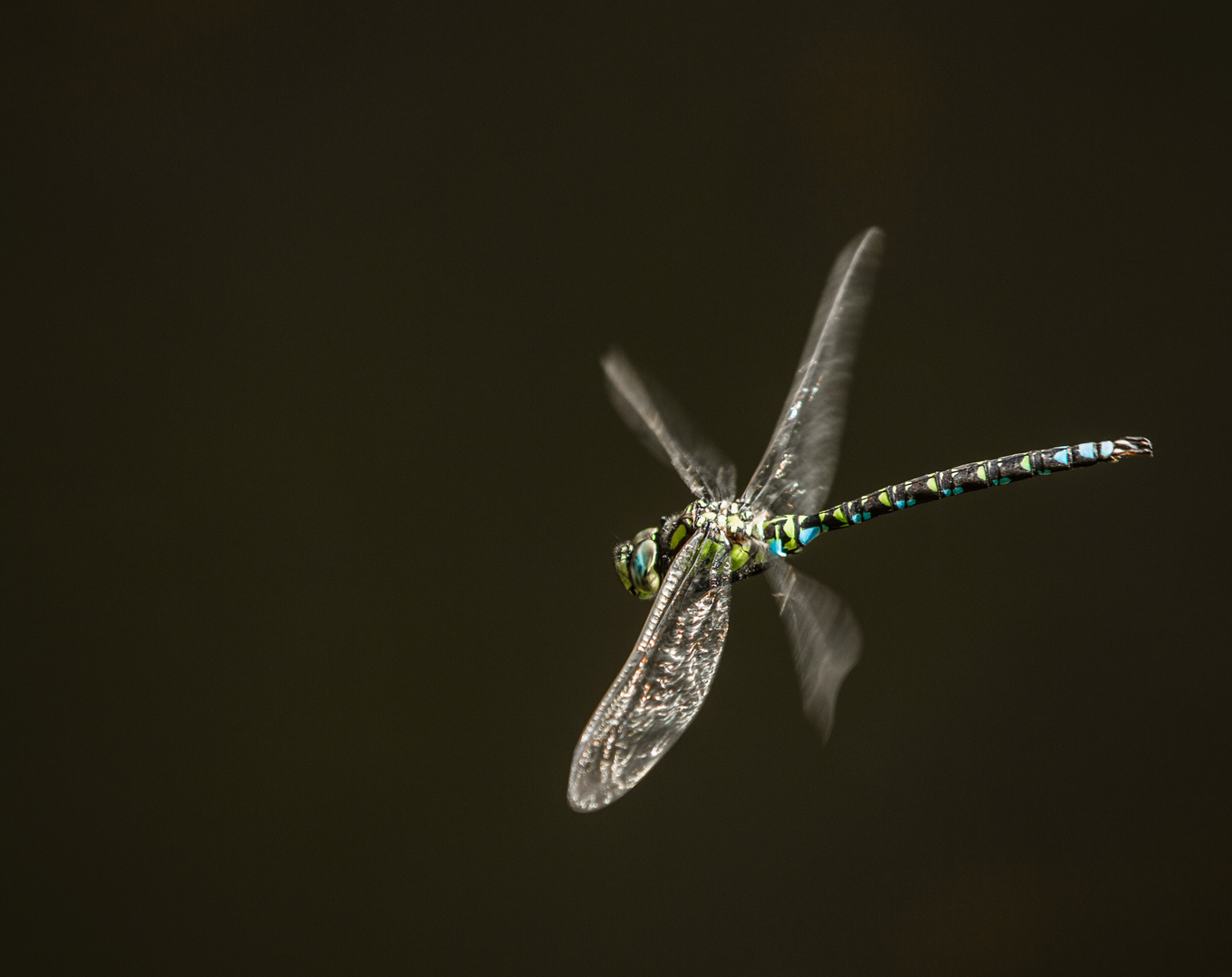 Edellibelle im Flug