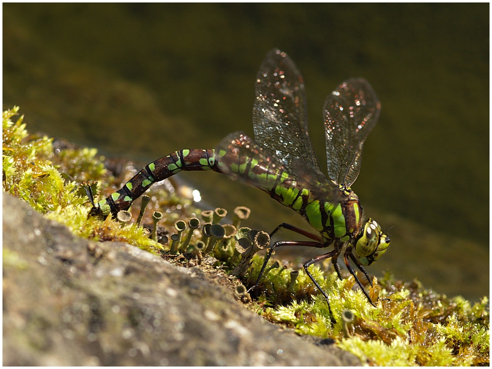 Edellibellen / Aeshna cyanea