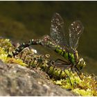 Edellibellen / Aeshna cyanea