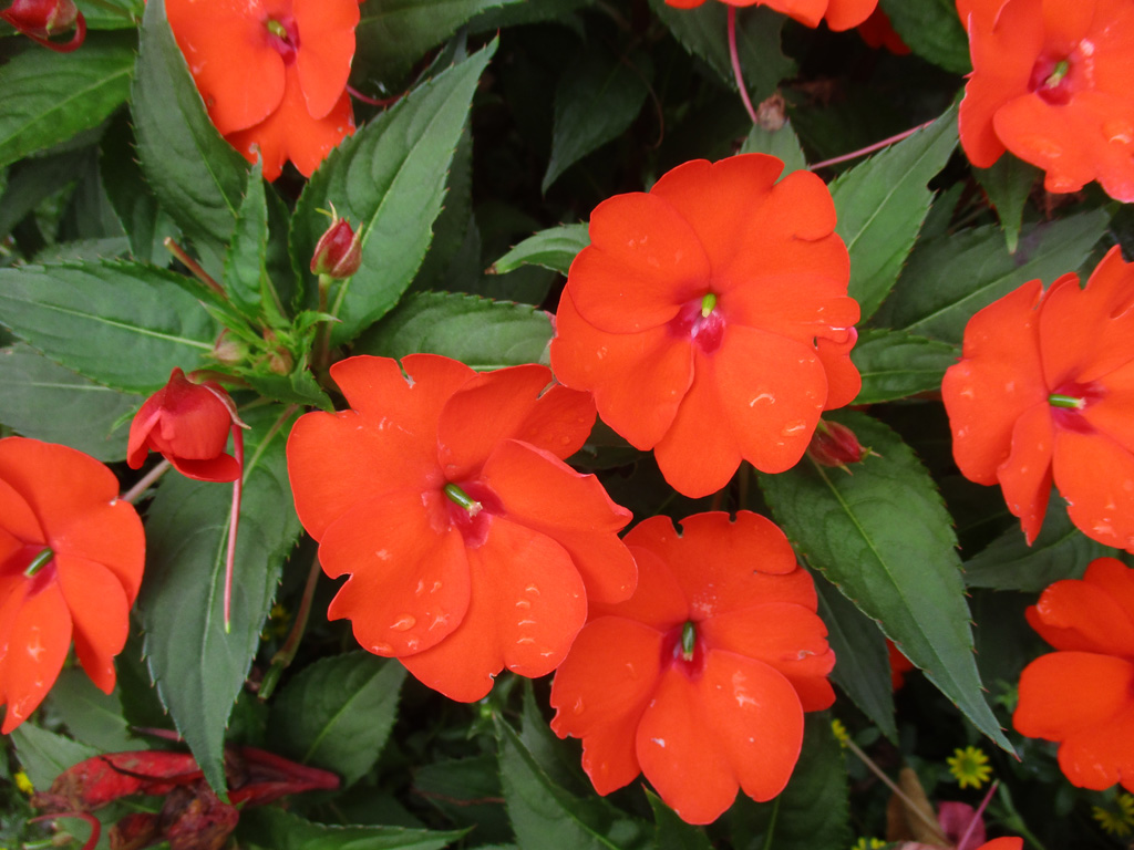  Edellieschen ( Impatiens Neu-Guinea) 