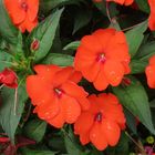  Edellieschen ( Impatiens Neu-Guinea) 