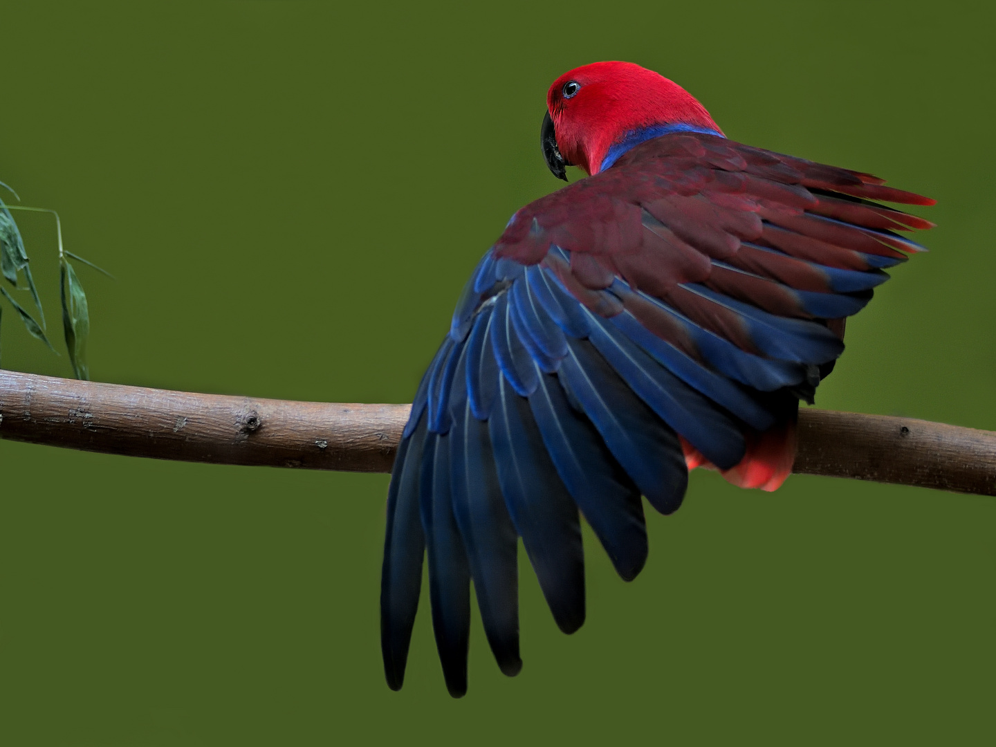 Edelpapagei (Eclectus) Weibchen