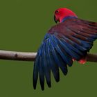 Edelpapagei (Eclectus) Weibchen