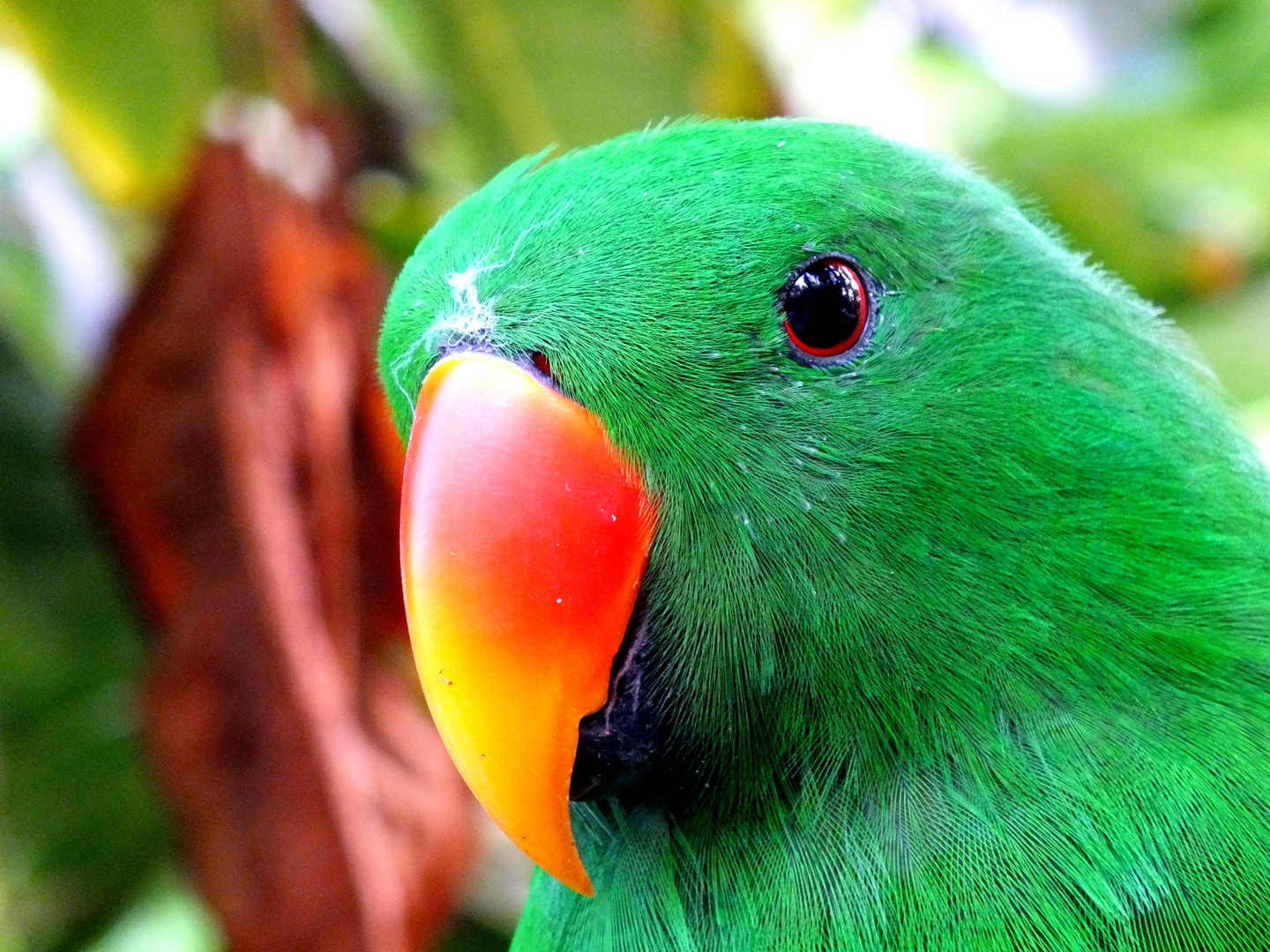 Edelpapagei im Portrait Foto & Bild tiere, zoo, wildpark & falknerei