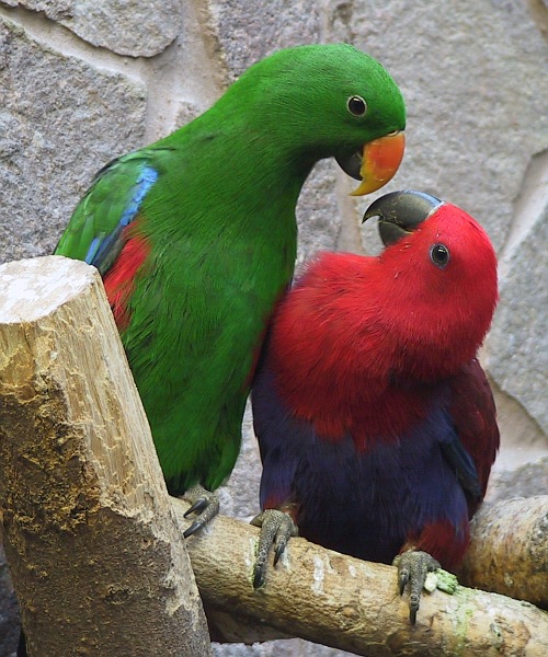 Edelpapageien (eclectus roratus)