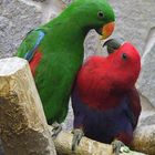 Edelpapageien (eclectus roratus)