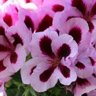 Edelpelargonien