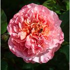 Edelrose 'Augusta Luise'