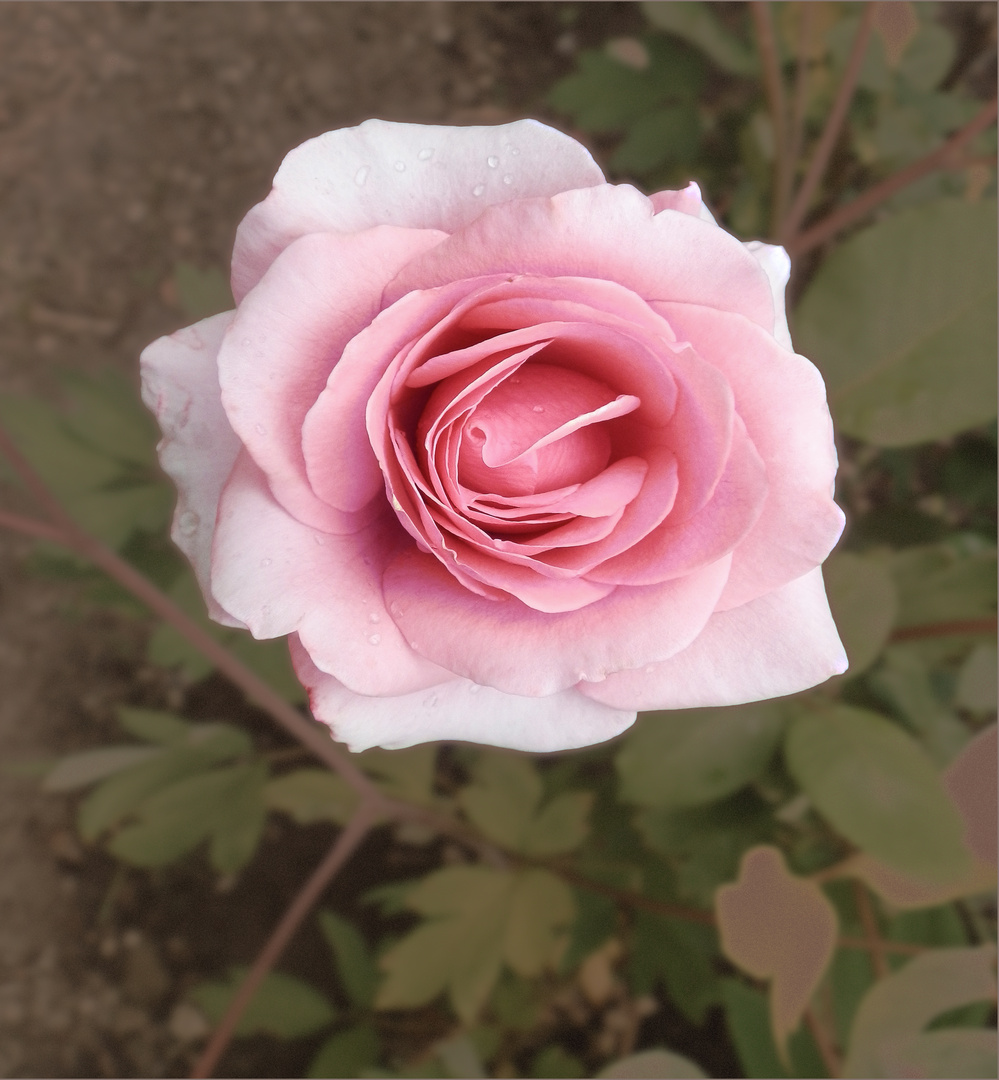 Edelrose aus Sommer 2019