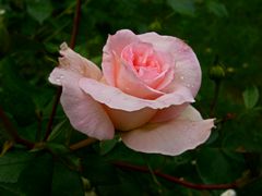 Edelrose - Ein Blütentraum in Rosa