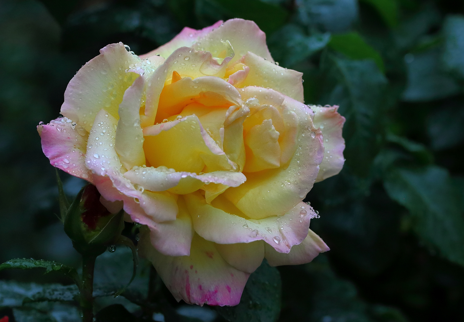 Edelrose Gloria Dei im Regen