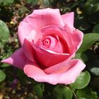 Edelrose in rosa