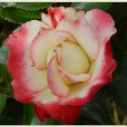 Edelrose 'Nostalgie'