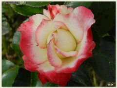 Edelrose 'Nostalgie'