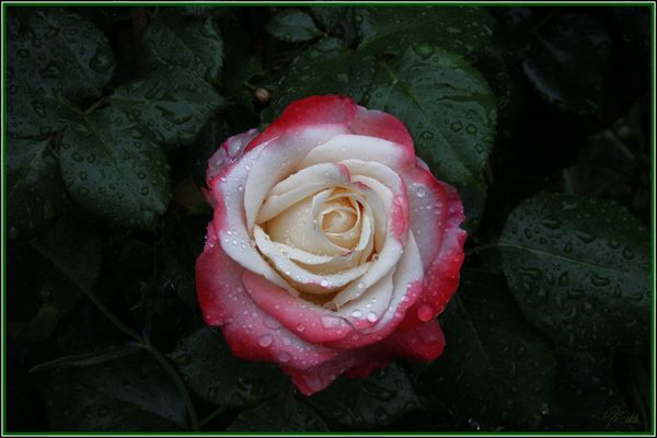 " Edelrose Nostalgie "  Mittwochsblümchen 23.06.2021