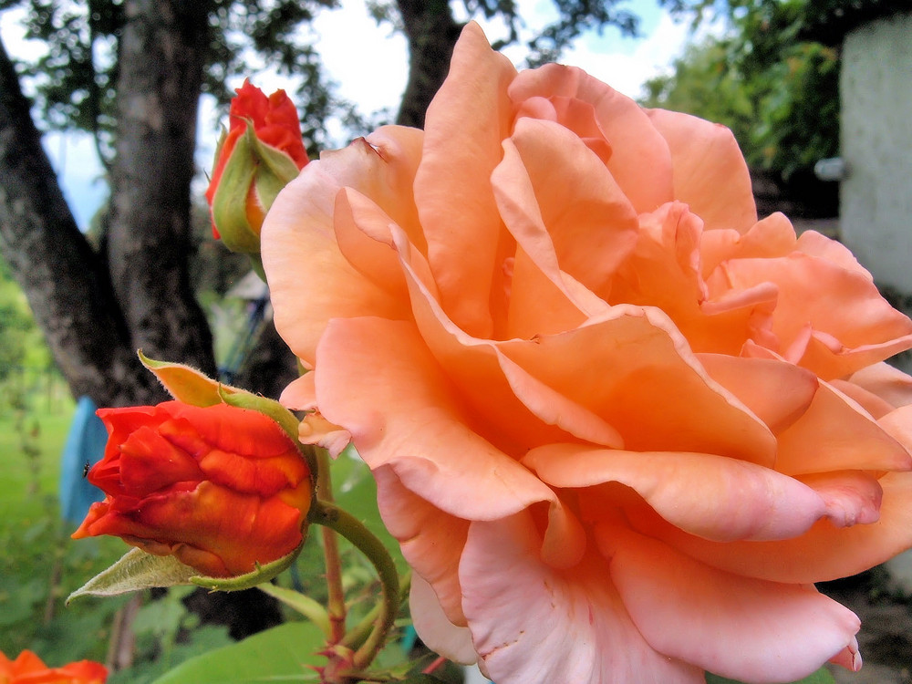 Edelrosenblüte und Knospen