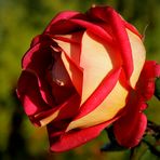 Edels Rose