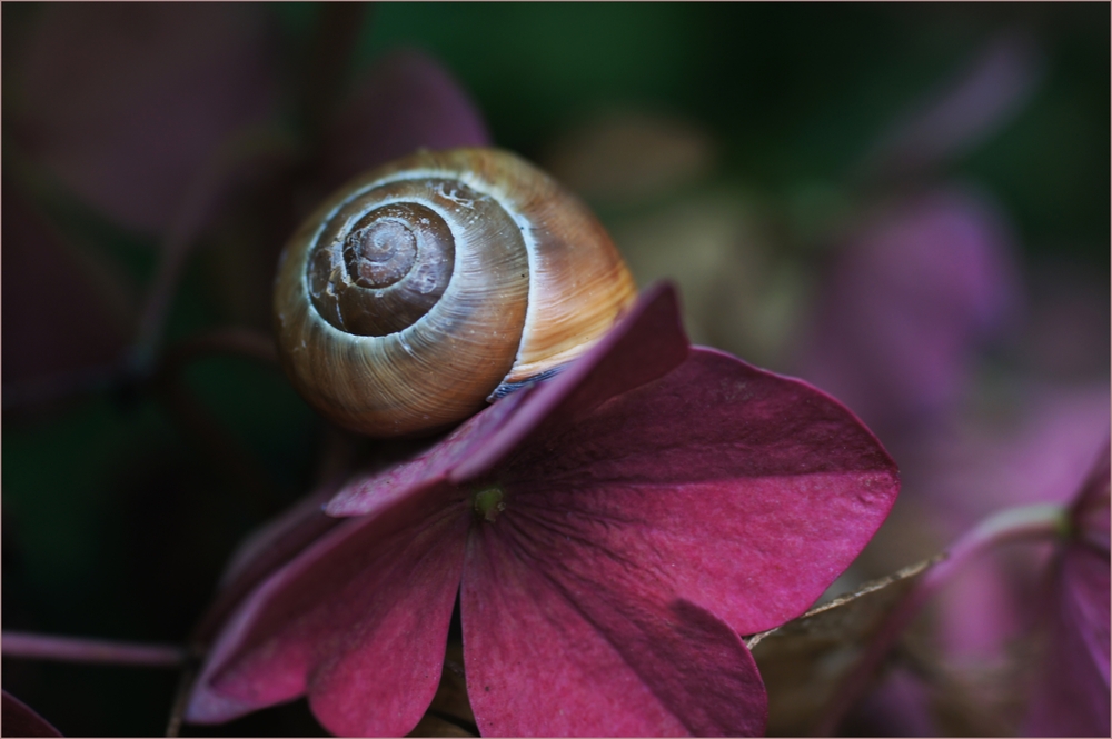 Edelschnecke