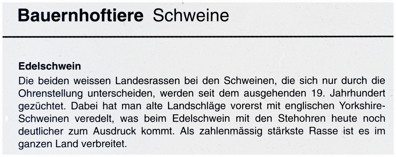 Edelschweine