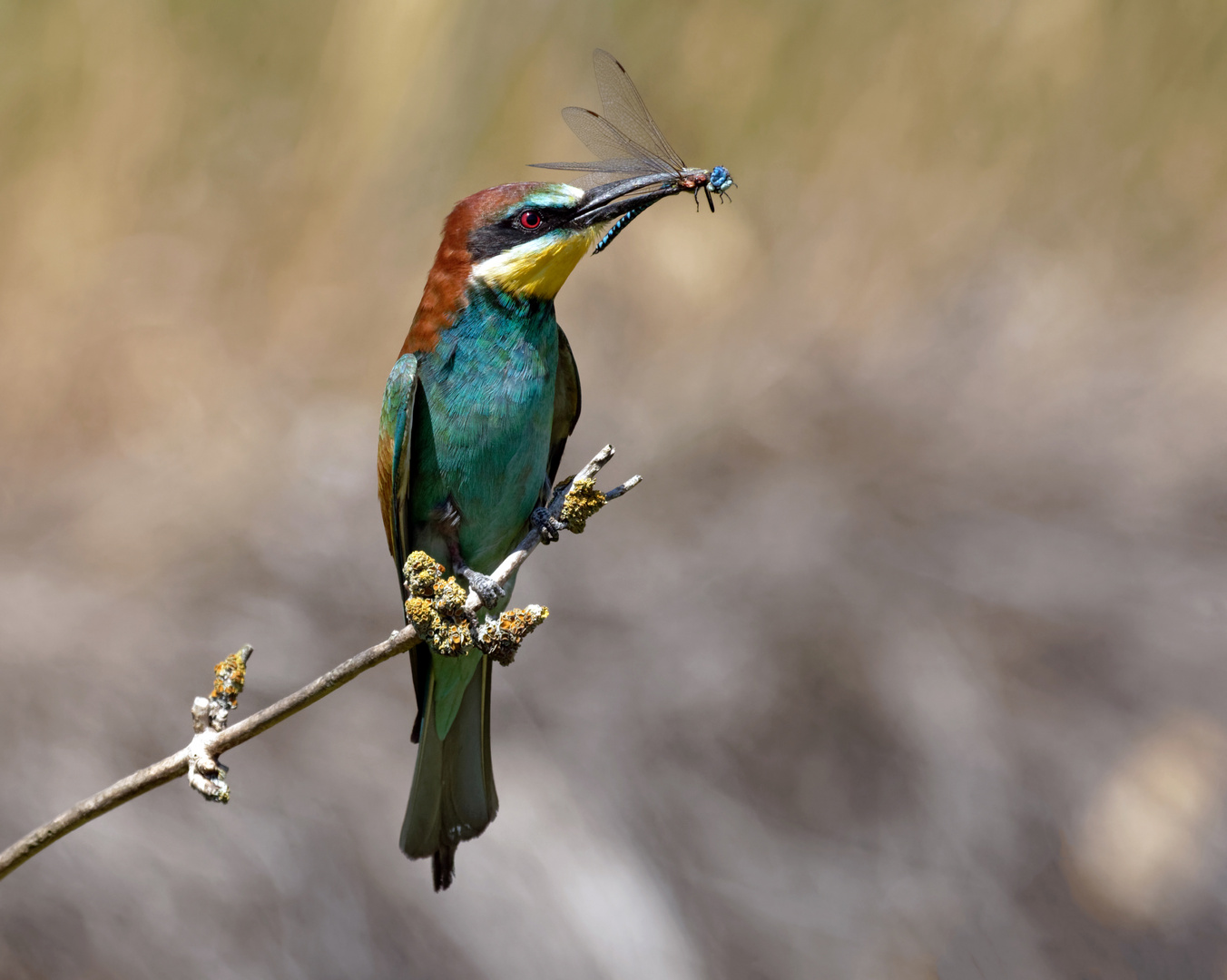 Edelspeise ... Bienenfresser (Merops apiaster)  mit Edellibelle