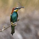 Edelspeise ... Bienenfresser (Merops apiaster)  mit Edellibelle