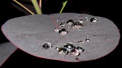 Edelsteine aus dem Garten, 29.6.2012