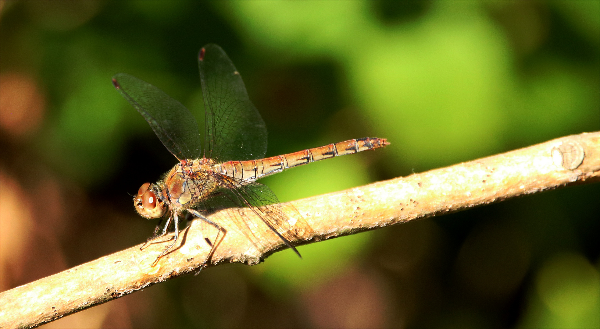 °° Edelsteine der Natur °°