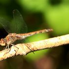 °° Edelsteine der Natur °°