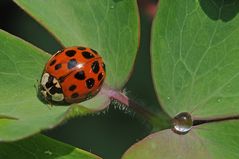 Edelsteine der Natur