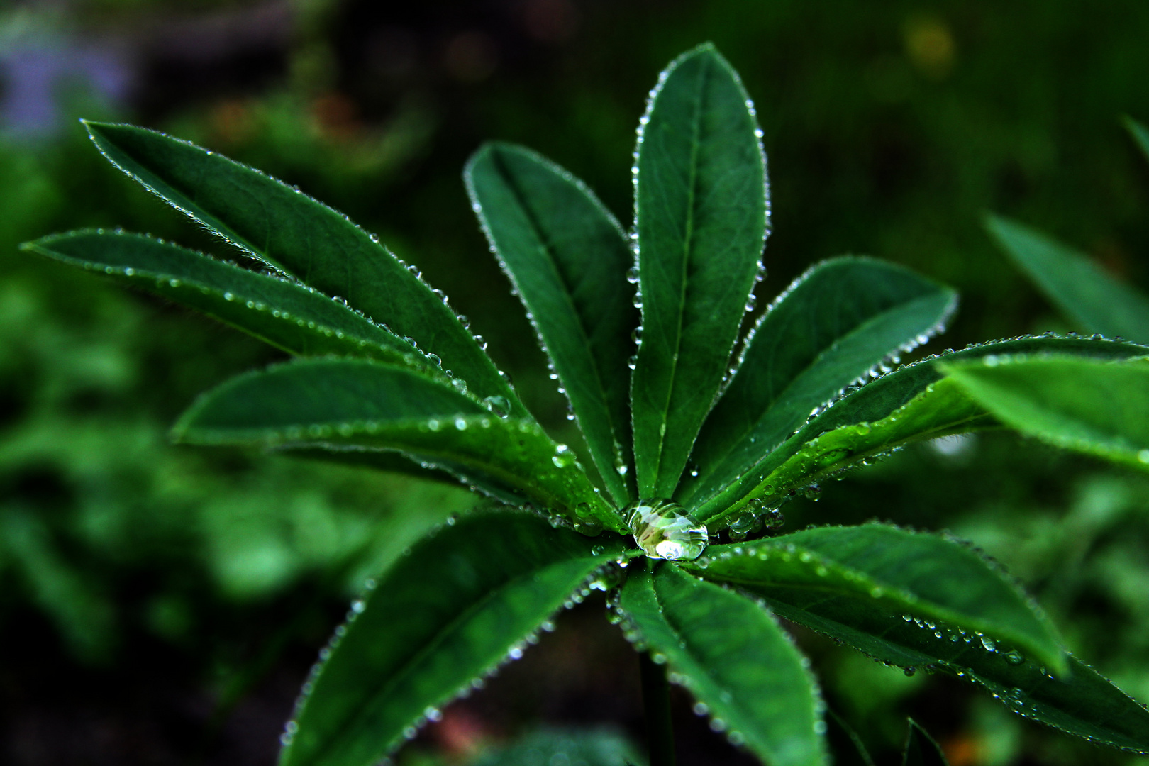 "Edelsteine im Garten"