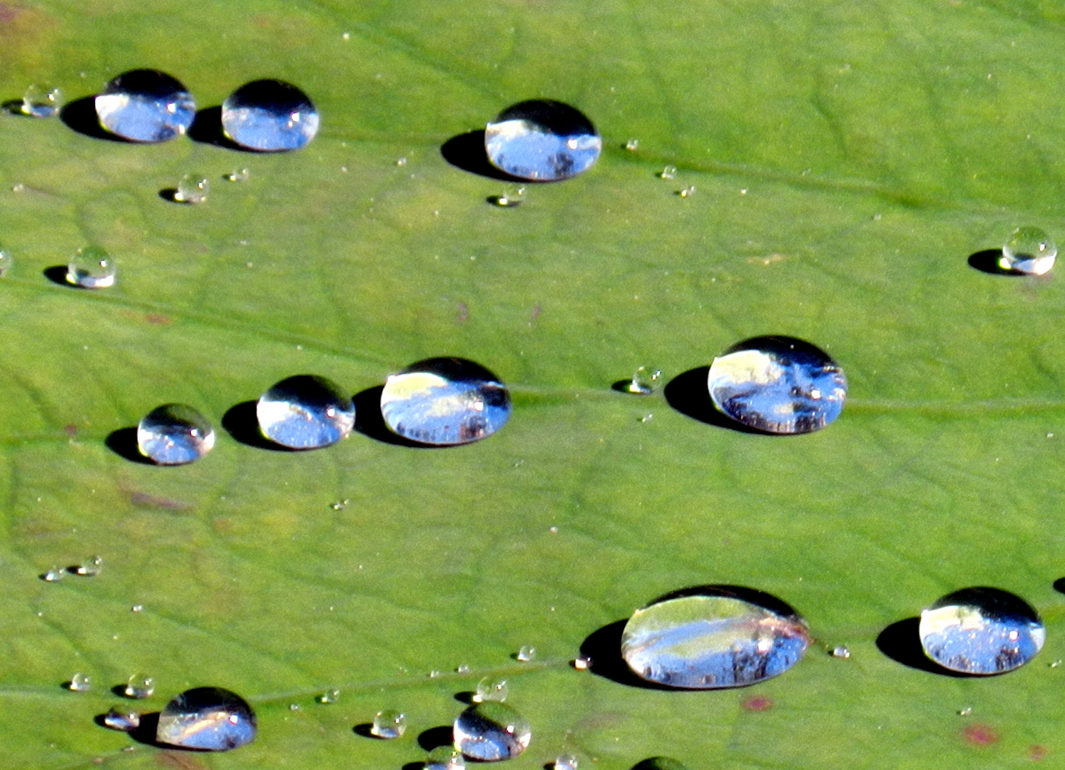 Edelsteine (Wassertropfen auf Seerosenblatt)