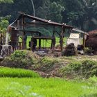 Edelsteinminen in Sri Lanka (2)